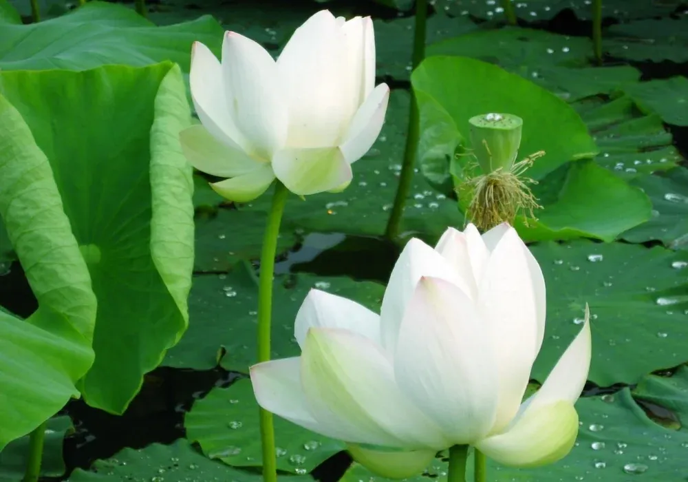 100+ hình bông sen trắng trên nền đen tuyền tuyệt đẹp · ảnh 2
